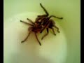 Kopulacja G. rosea red morph