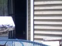 Cat With Cannon