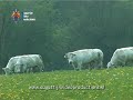 Everzwijn, vos, hertehinde, lynx