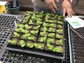 Seed starting