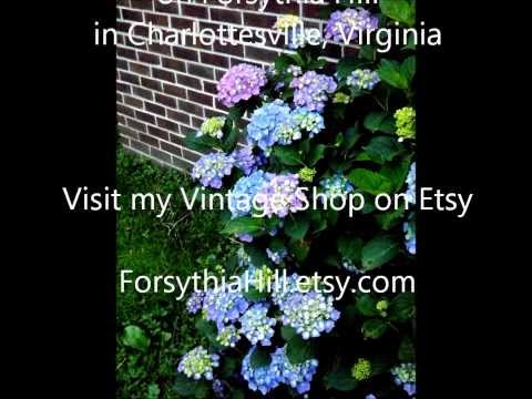 how to trim hydrangea