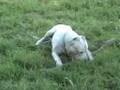 videos de Cazador Criollo Arius & Amor De Santa Esmeralda(sept-08)-part2