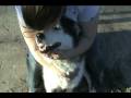 Warning about Huskies