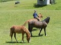 Rosie show jumping.AVI