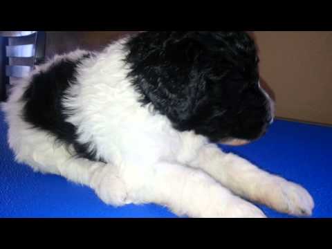 Video of Beau 15 Mar 2014