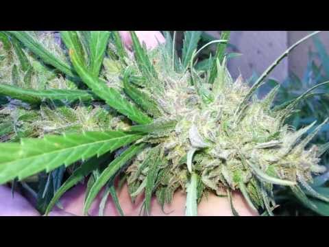 how to grow your own dna