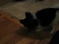 Echo and ball part 2 Echo and ball part 2