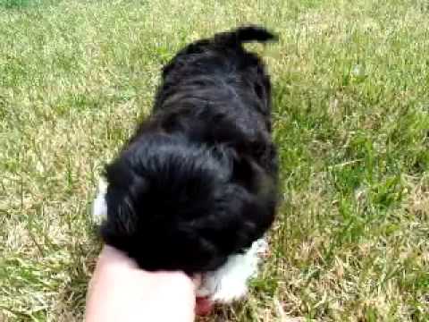 Mackinley...Gorgeous Shih Tzu Boy...Mack is awesome!!