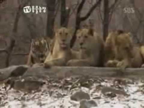 tiger %