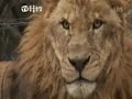 Tiger vs Lion. Tiger vs Lion.