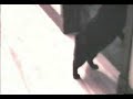 Cat scratching problem solution the ssscat Cat scratching problem solution the ssscat