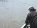 Bass battle south of Lorain, Ohio at Findley Lake