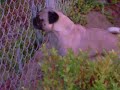 Pug dog