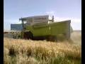 CLAAS MEDION 340 IS HARVESTING THE BARLEY PART 3 2008...!!! COMBINE HARVESTER BİÇERDÖVER