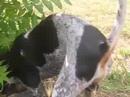 Cliquez pour voir la vid�o