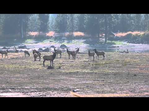 how to locate elk