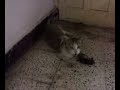 Kajal cat playing with mouse