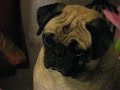 Cute Pug Waiting For Food Cute Pug Waiting For Food