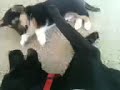 Click here to watch this video Puppy Love