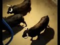 Apartado de los toros de la Final 2007
