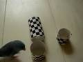 めだかボックス動画17
