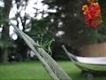 Praying Mantis
