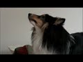 Duffy The Singing Sheltie