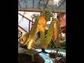 The Mantis