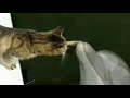 Die Steigerung von Cat Content ist übrigens Cat-Dolphin-Content http://t.co/CkOm4ycrQ3