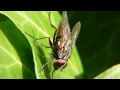 Mucha domowa (Musca domestica)