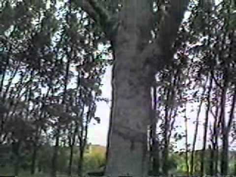 cultivo de caucho - Programa Dominicano