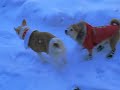 Chihuahua in new snow boots