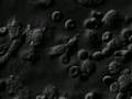neutrophils in action