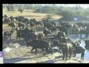 7.7.07 3.52pm Herd of Cape Buffalo to Nkorho