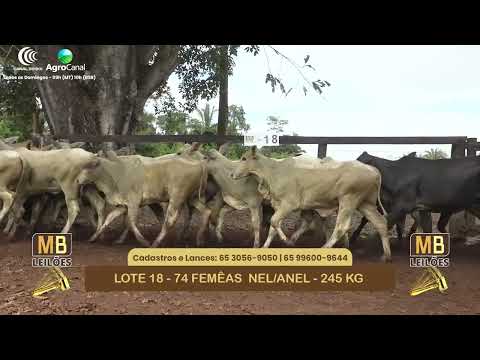 548� LEIL�O VIRTUAL MB LEIL�ES