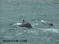 Humpback Whales, Antarctica