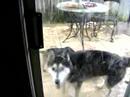 Kodah wants in! Kodah wants in!