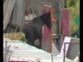 caballos maltratados en la encinilla (Santurtzi-Bizkaia)