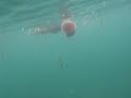 Juvinile Lion's Mane Jelly Fish in Seattle