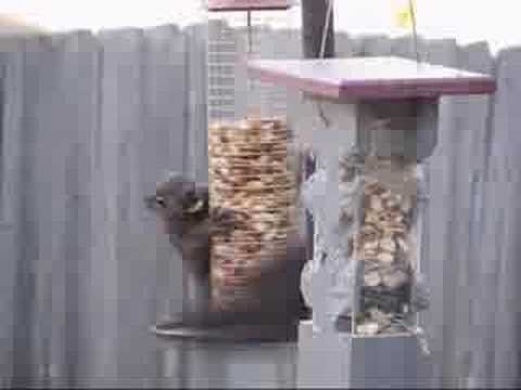 Dizzy Squirrel.