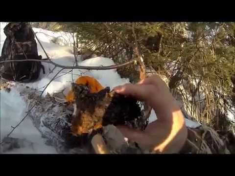 how to harvest birch bark for tea