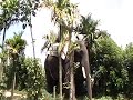 elephant rideMOV00E.MOD