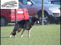 SCHUTZHUND BLITZ V. BURG KURZWALLEN SCHUTZHUND BLITZ V. BURG KURZWALLEN