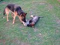 German shepherds playing football