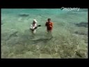 Shark-Bites-Caught-o