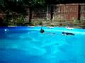 Matthew learning to snorkel