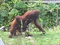 Orangutan tries to escape