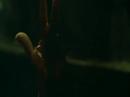 Hostel (Pain Redefined)