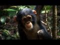 "Chimpanzee"~ You