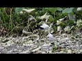 鳴門コウノトリ 2026/08/19 撮影 成長記録 徳島県鳴門市
